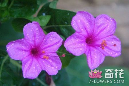 紫茉莉简介及养殖方法 花卉大全 奇花养花网